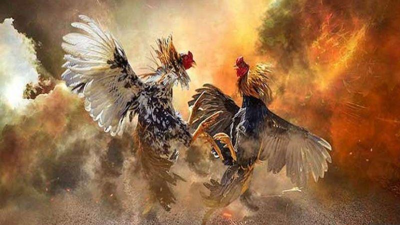 da ga five88 cua dao Các hình thức đá gà tại Five88