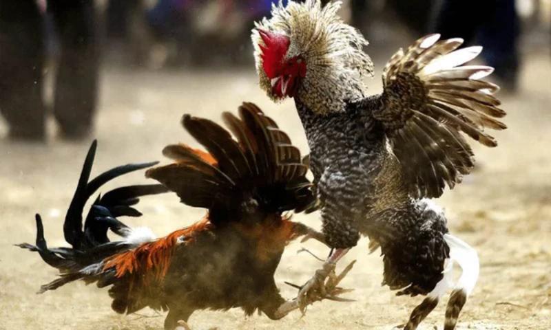 da ga five88 kinh nghiem Kinh nghiệm chơi đá gà Five88